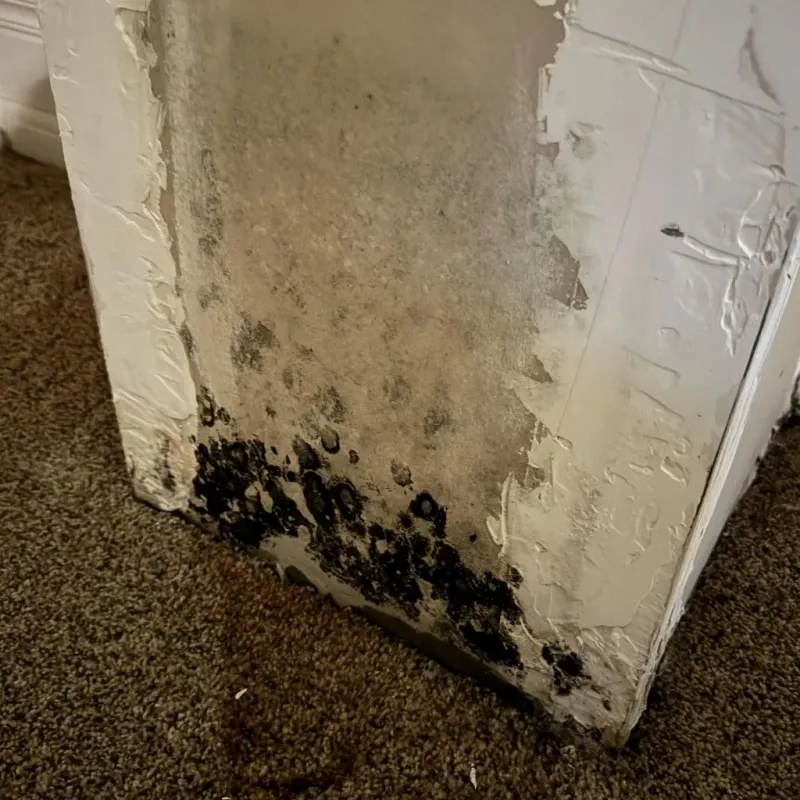 Professional Mold Removal in Garrison, ND